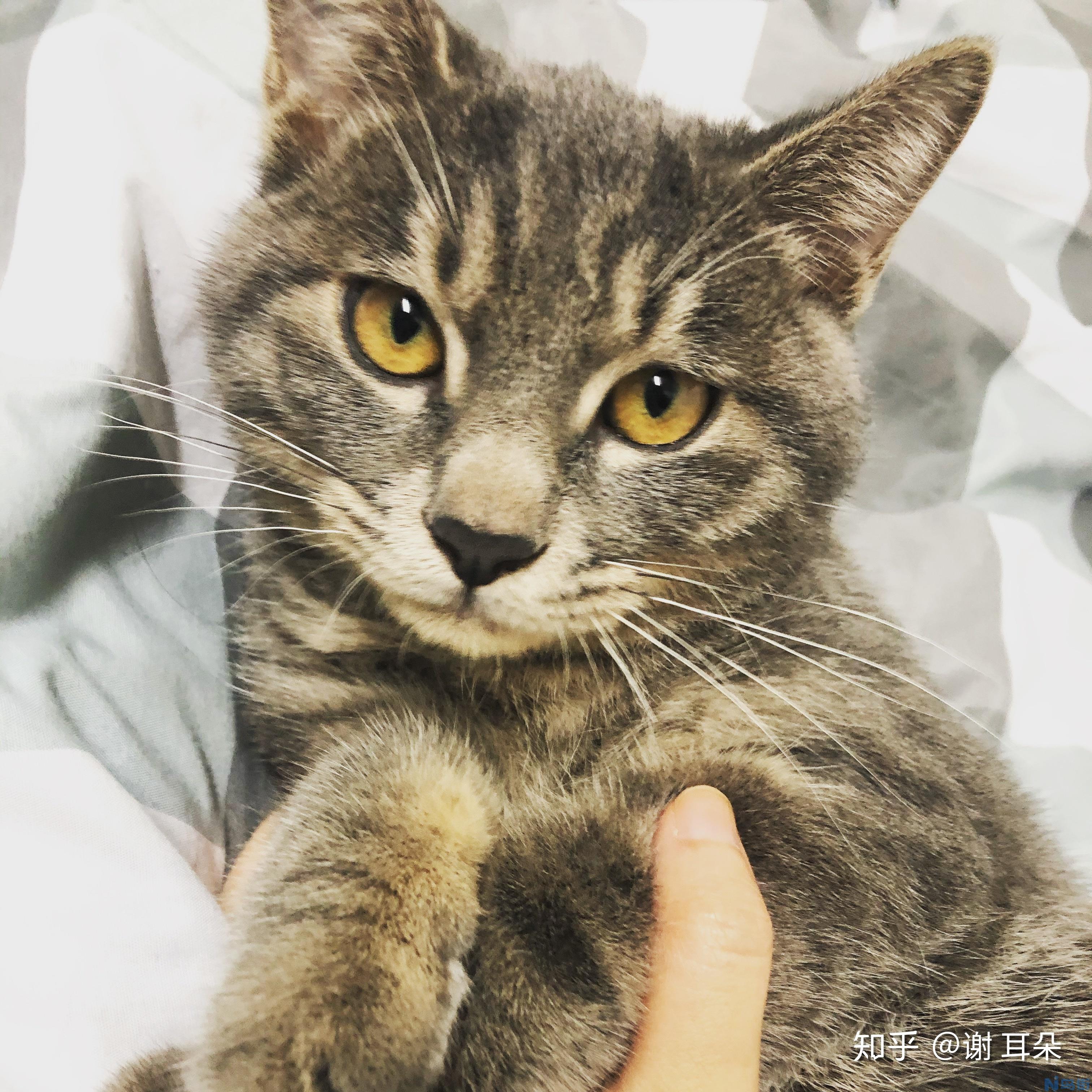 怎么把猫养胖？