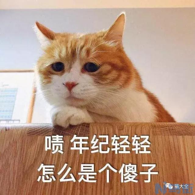 猫咪嘴唇红肿？