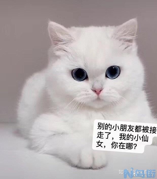 猫吃了蟑螂怎么办？