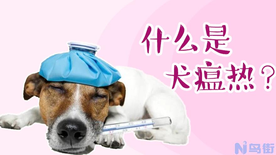 犬瘟的症状有哪些？