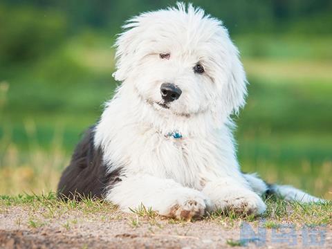 怎样治古牧出鼻血？