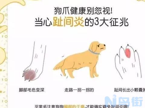 泰迪狗狗趾间炎怎么治疗？