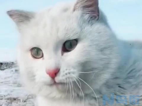 猫咪怕冷吗？