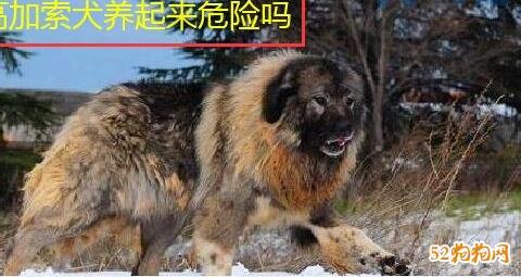 高加索犬养起来危险吗？