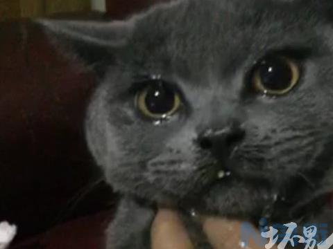 猫能吃辣吗？