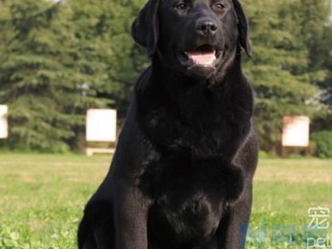 卡斯罗怎么训练才听话，卡斯罗犬训练方法与技巧？