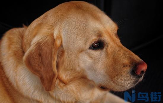 拉布拉多犬如何训练方法？