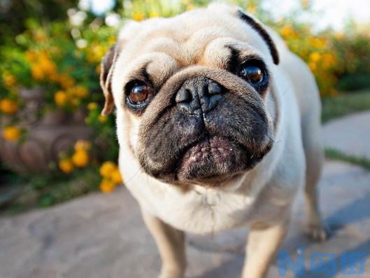 巴哥犬一天吃多少狗粮？