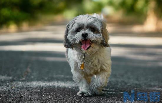 马尔济斯犬怎么挑选？