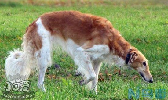 苏俄猎狼犬怀孕吃什么好？