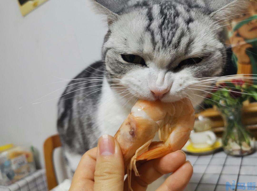 猫可以吃虾头吗？