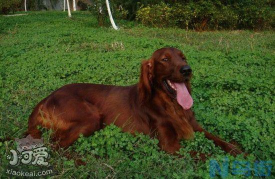 爱尔兰雪达犬怀孕吃什么？