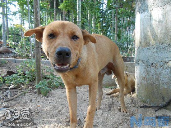 中华田园犬产后吃什么下奶？