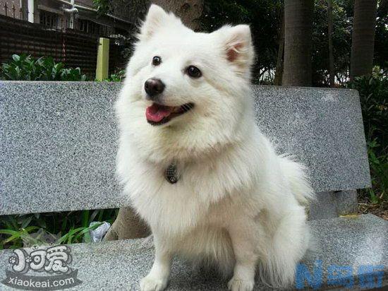 银狐犬什么时候绝育好？