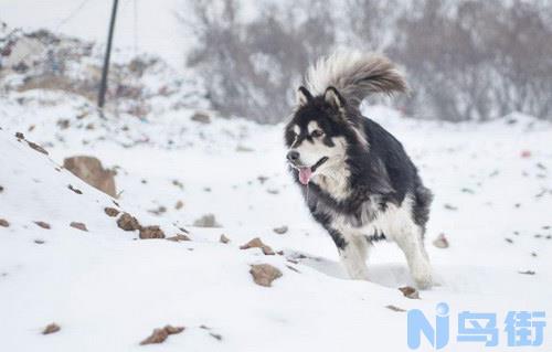 阿拉斯加犬怎么训练？