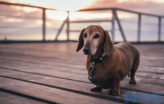 如何训练拉布拉多幼犬？