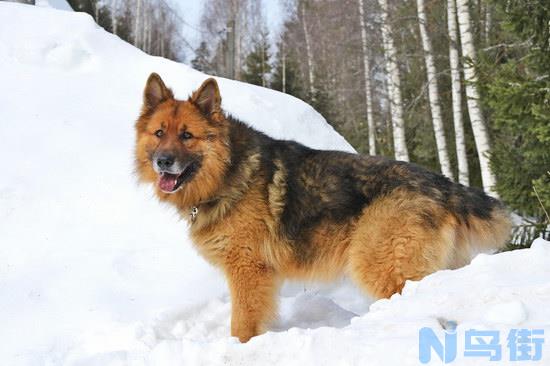 德国牧羊犬怎么训练？