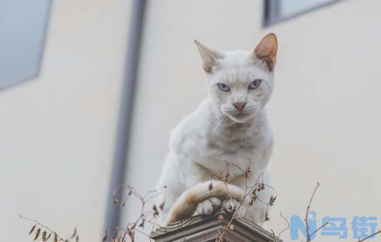 蓝猫怀宝宝多久可以生？