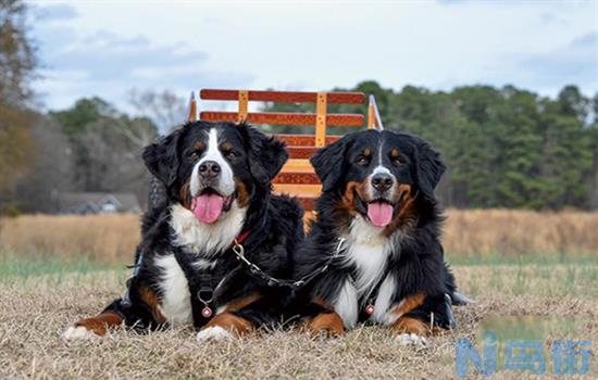 伯恩山犬为什么寿命短？