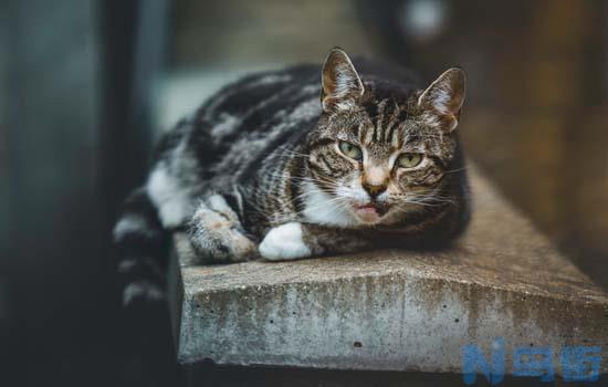 猫不吃化毛膏怎么办？