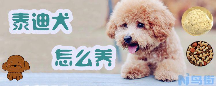 泰迪犬怎么养？