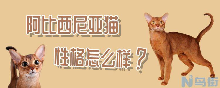 阿比西尼亚猫性格怎么样？