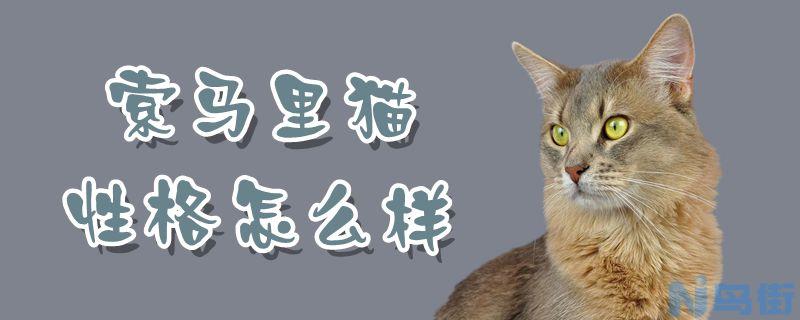 索马里猫性格怎么样？