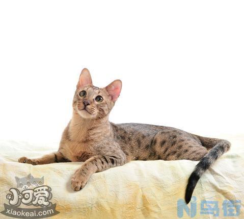 威尔斯猫咳嗽怎么办？