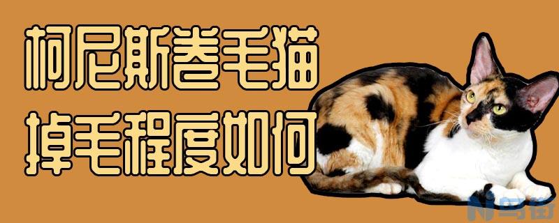 柯尼斯卷毛猫掉毛程度如何？