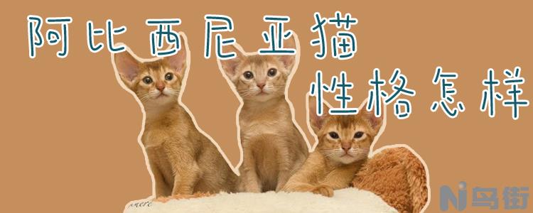 阿比西尼亚猫性格怎样？