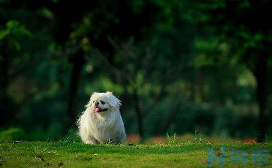 京巴犬怎么看纯不纯？