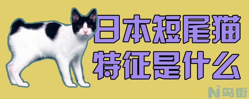 日本短尾猫特征是什么？