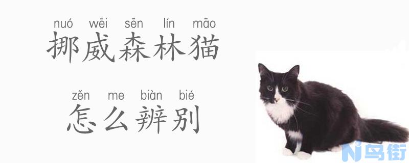 挪威森林猫怎么辨别？