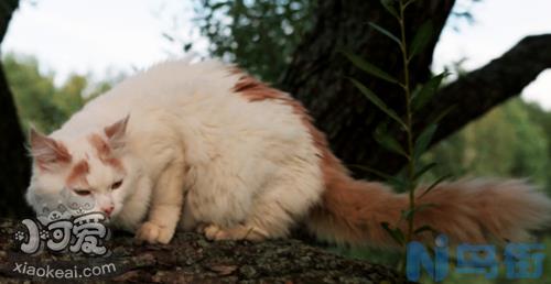 西伯利亚猫得博代氏菌病怎么治疗？