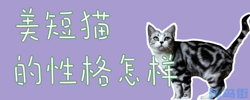 美短猫的性格怎样？