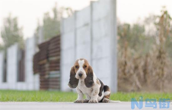 ​巴吉度犬为什么没人养？