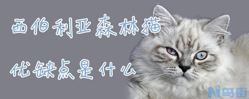 西伯利亚森林猫优缺点是什么？