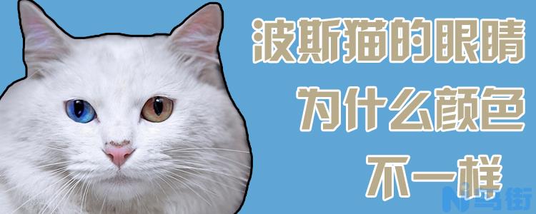 波斯猫的眼睛为什么颜色不一样？