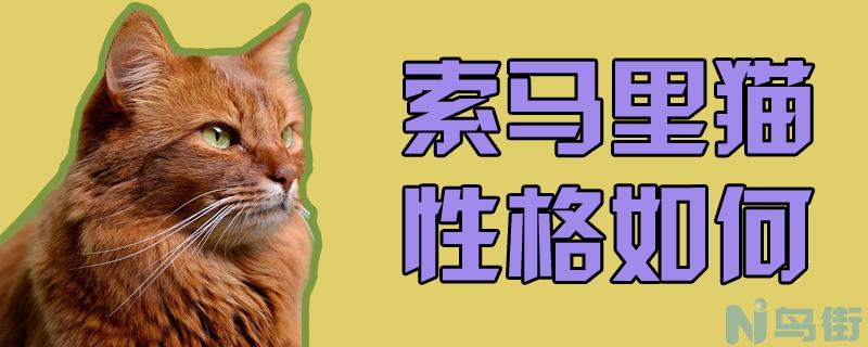 索马里猫性格如何？