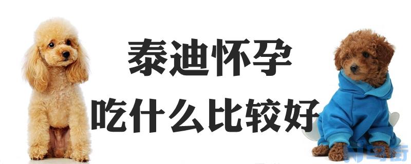 泰迪怀孕吃什么比较好？