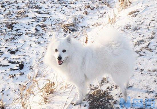 银狐犬怎么看纯不纯？