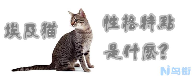 埃及猫性格特点是什么？