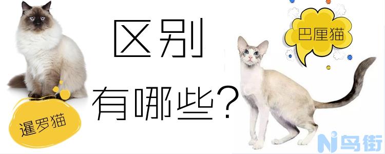 巴厘猫和暹罗猫的区别有哪些？