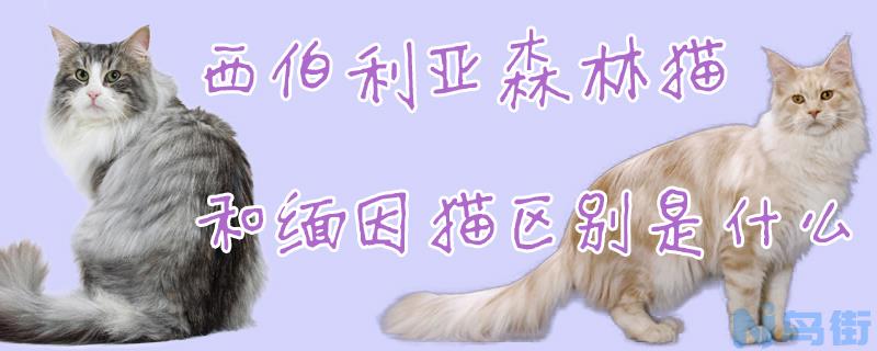 西伯利亚森林猫和缅因猫区别是什么？