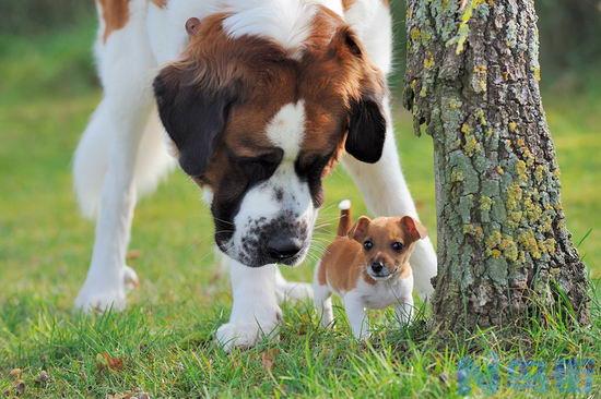 圣伯纳犬好养吗？