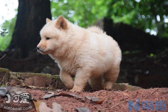 中华田园犬怎么洗澡？