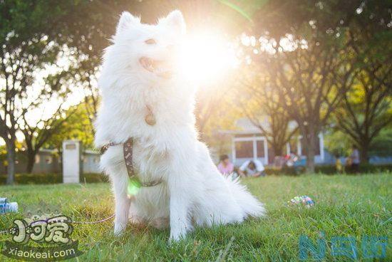 银狐犬拒食怎么训练？