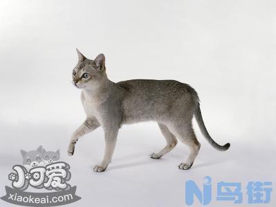 新加坡猫鼠疫有什么症状？