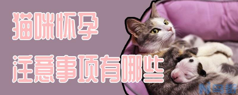 猫咪怀孕注意事项有哪些？