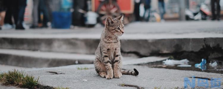 猫狂犬病潜伏期多久？